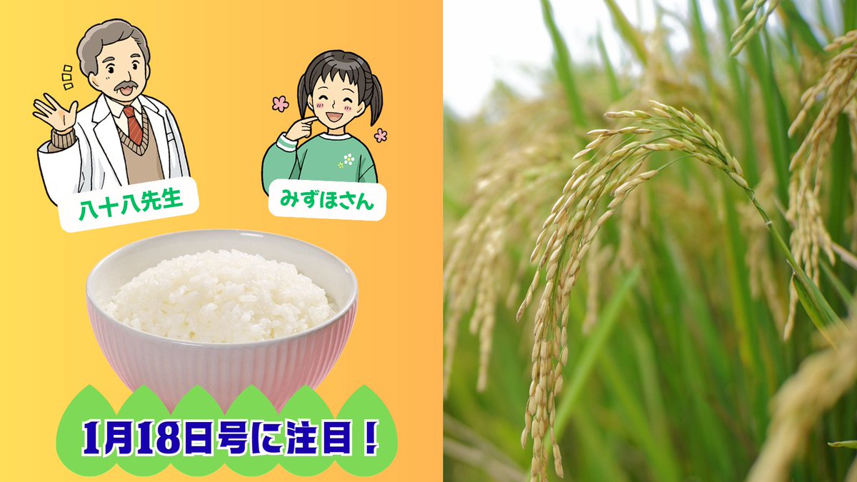 【#今月の給食ニュース】
2026年１月18日号
「みんなの未来のためにできることを お米と共に考えてみよう」

🍚お米を研究している稲田八十八先生と５年生の水田みずほさんが登場！
🌾米が健康や環境、文化に重要な役割を担ってきたことを学べます😄

#給食ニュース