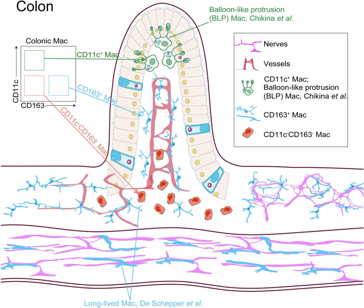 Mucosal Immunology tweet media