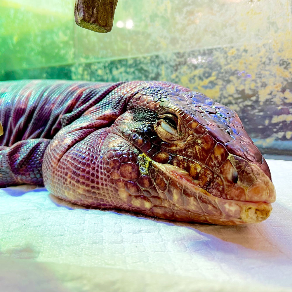 reptilescafe's tweet photo. 風が冷たい冬晴れの横浜
お店は営業中(11時〜17時、L.O.16時)です
なお
10日(土)は終日貸切
11日(日)は臨時休業
12日(月、祝日)営業 となります
写真は
脱皮の皮が残る #アルゼンチンレッドテグー さんです
#爬虫類カフェ #reptilescafe
#レッドテグー #テグー #RedTegu #Tegu https://t.co/v7VzfhA8Rp