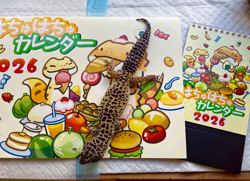 reptilescafe's tweet photo. 風が冷たい冬晴れの横浜
お店は営業中(11時〜17時、L.O.16時)です
なお
10日(土)は終日貸切
11日(日)は臨時休業
12日(月、祝日)営業 となります
写真は
脱皮の皮が残る #アルゼンチンレッドテグー さんです
#爬虫類カフェ #reptilescafe
#レッドテグー #テグー #RedTegu #Tegu https://t.co/v7VzfhA8Rp