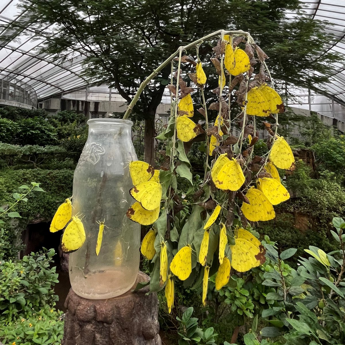 TamaZooPark's tweet image. 昆虫生態園大温室で飼育しているタイワンキチョウが絶好調で大繁殖中です。
小さな黄色のチョウがちょこまか飛び回っている姿はとても可愛らしいです。
晴れた日の午前中が特にチョウが元気いっぱいでオススメです。ぜひ見に来てください。
