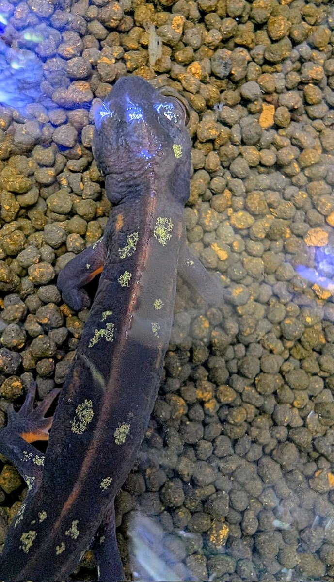 1/6(火)に久々に入荷しました！ 『#シリケンイモリ』 たくさん入荷しま