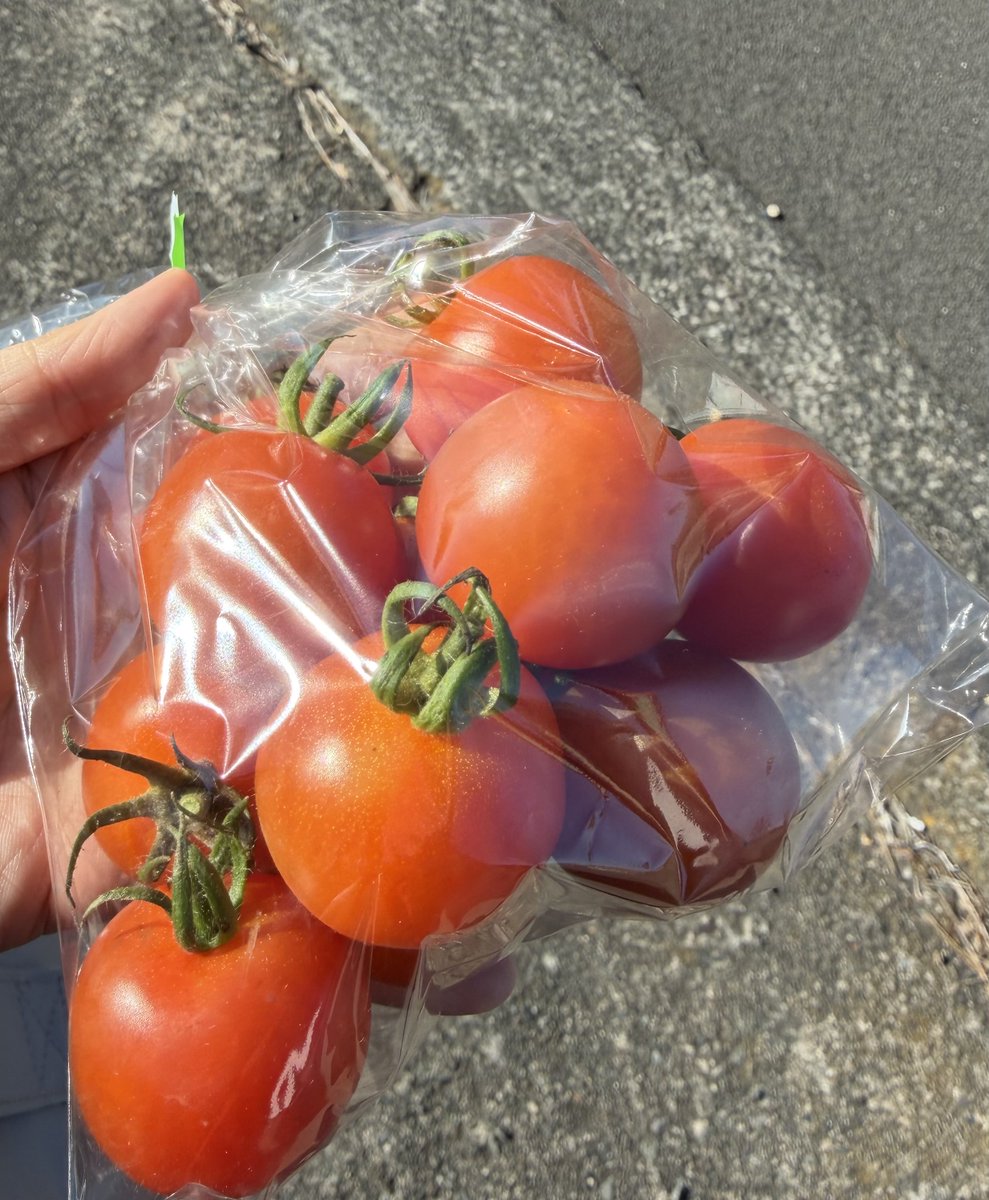 三保のトマト、昨日は練習後なかったから買っておく