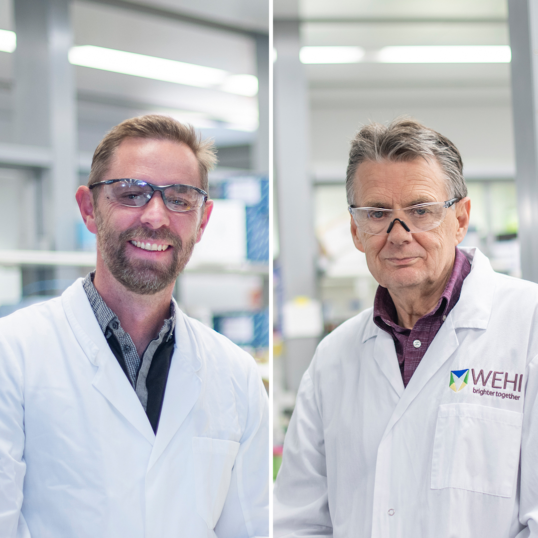 WEHI (Walter and Eliza Hall Institute) tweet media