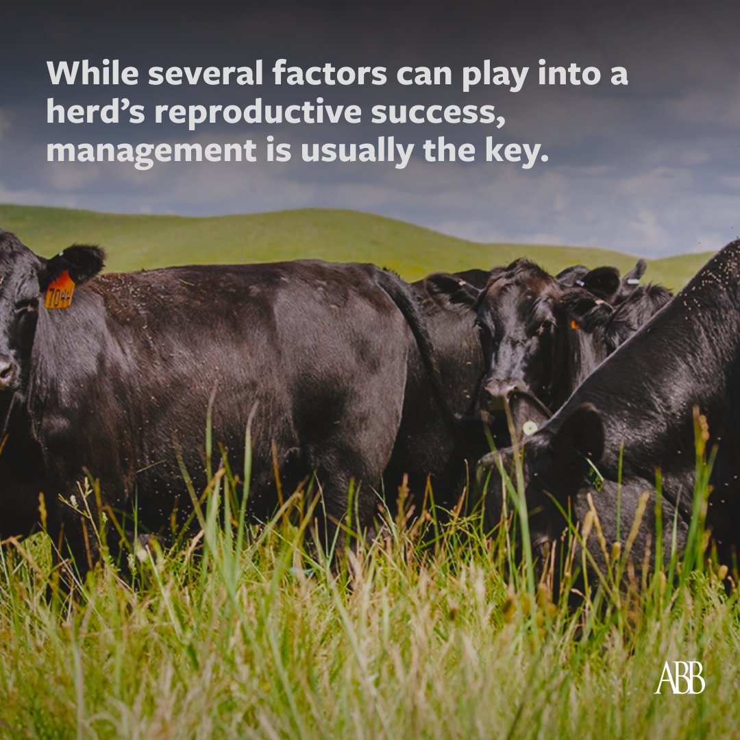 Angus Beef Bulletin Team tweet media