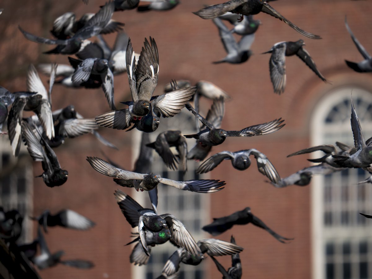 Flock in Flight

 #photography #backyardbirds #birds #wildlife #wildlifephotography #birdphotography #omsystem #nature #pigeon