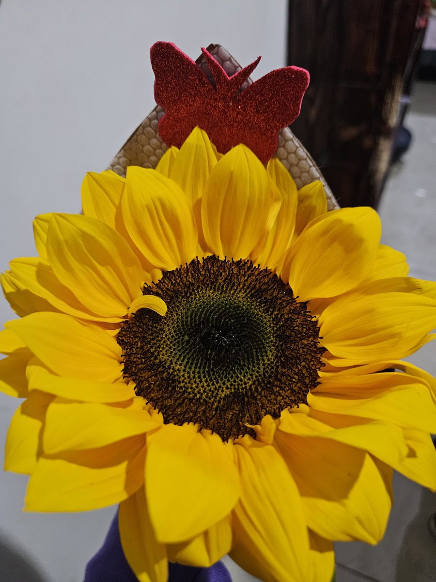 Un Girasol como regalo de cumpleaños 🎂 por parte de mi mamá 🥰
