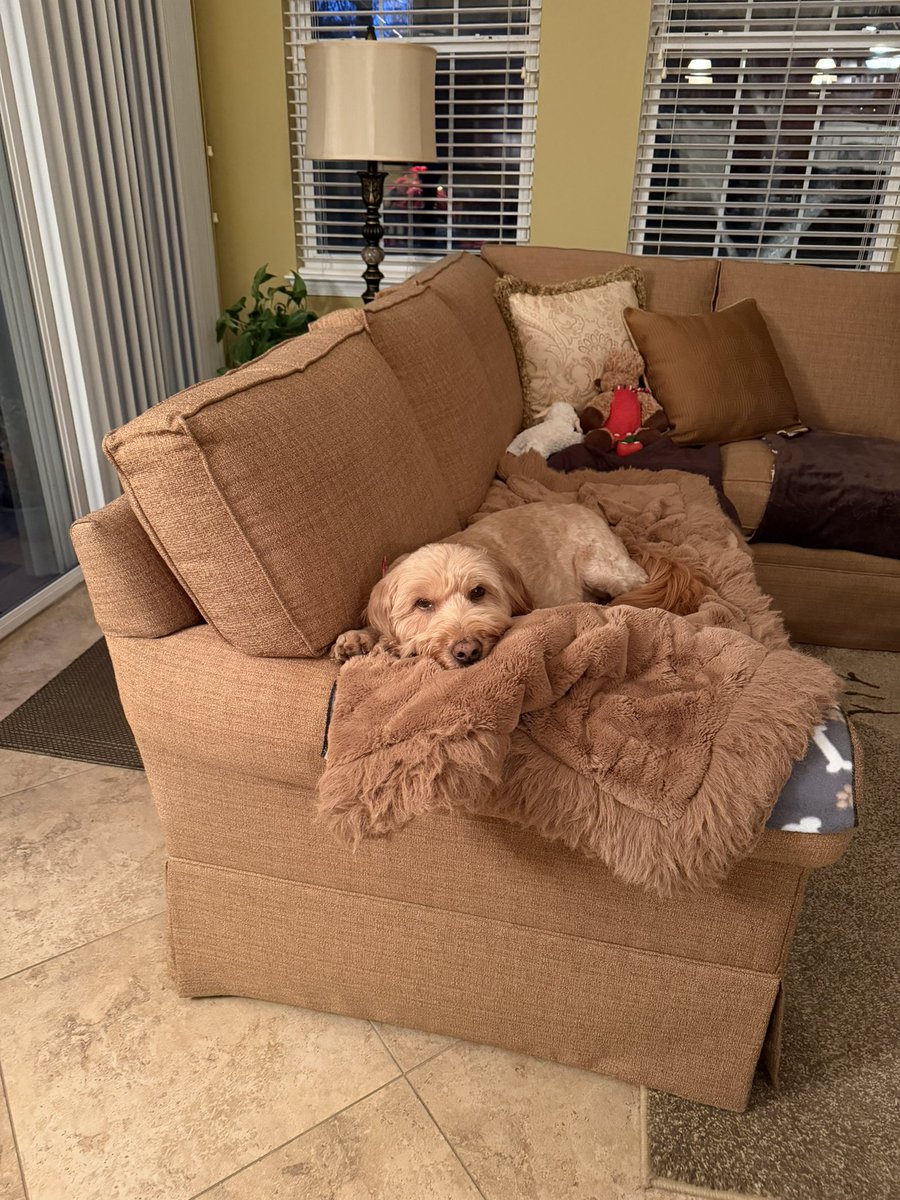 PawsAtHome's tweet image. Rolling out the new client #WelcomeWaggin for this sweet, snuggly girl❤️🐶🐾🥹