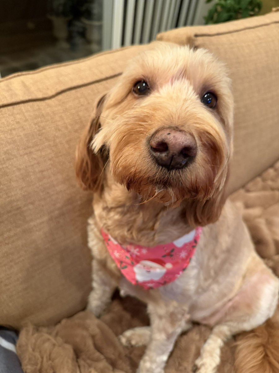 PawsAtHome's tweet image. Rolling out the new client #WelcomeWaggin for this sweet, snuggly girl❤️🐶🐾🥹