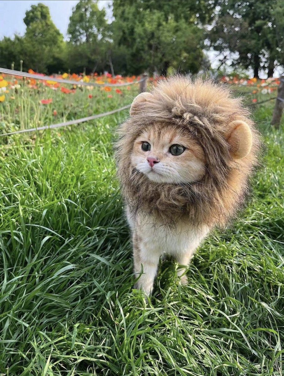 激かわ動物 tweet media