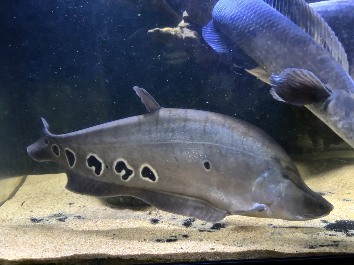 Aqua❣️ ADIDAS ZX8000 AQUA 忠実に再現された名作！アディダス ZX8000 アクア