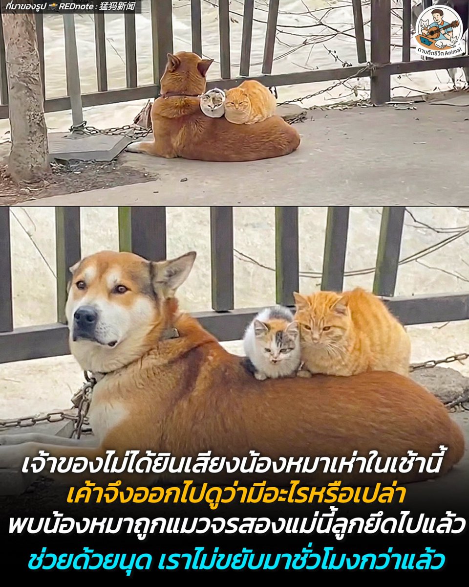 ปกติแล้วเช้าๆ จะต้องได้ยินเสียงเห่าทักทาย หรือเสียงวิ่งเล่นของน้อง แต่เช้านี้กลับเงียบกริบผิดปกติ ความเงียบที่ทำเอาเจ้าของใจคอไม่ดี รีบเดินออกไปดูว่าเกิดอะไรขึ้นกับน้องหมาหรือเปล่า เจ้าตัวพบเจ้าโบ้ถูกยึดร่างโดยครอบครัวเหมียวจรไปแล้ว 😣😣😣
โบ้ : ช่วยเค้าด้วยนุด ขยับไม่ได้ 🥹