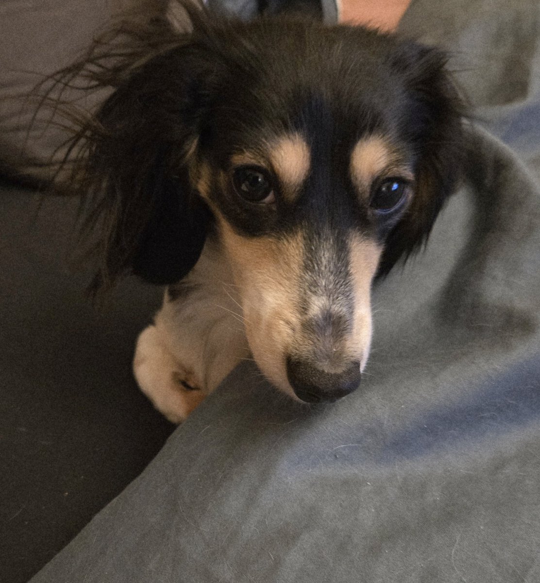 Zelda & Bandita tweet media