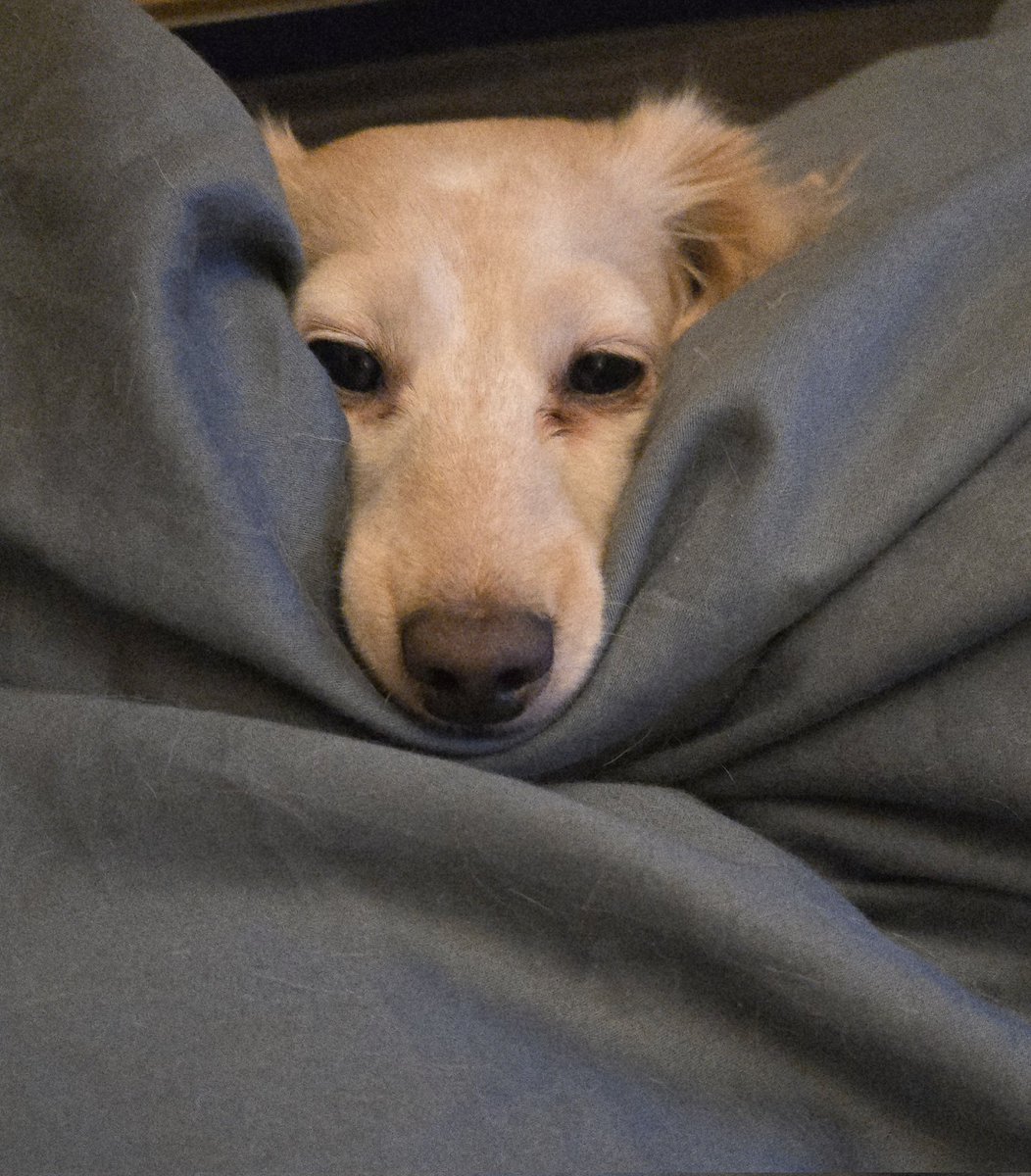 Zelda & Bandita tweet media