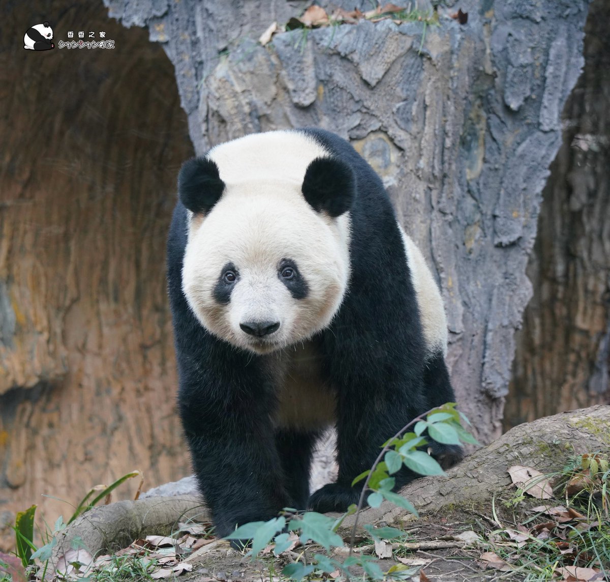 シャンシャンの家 (@NanSenko78281) / Highlights / X