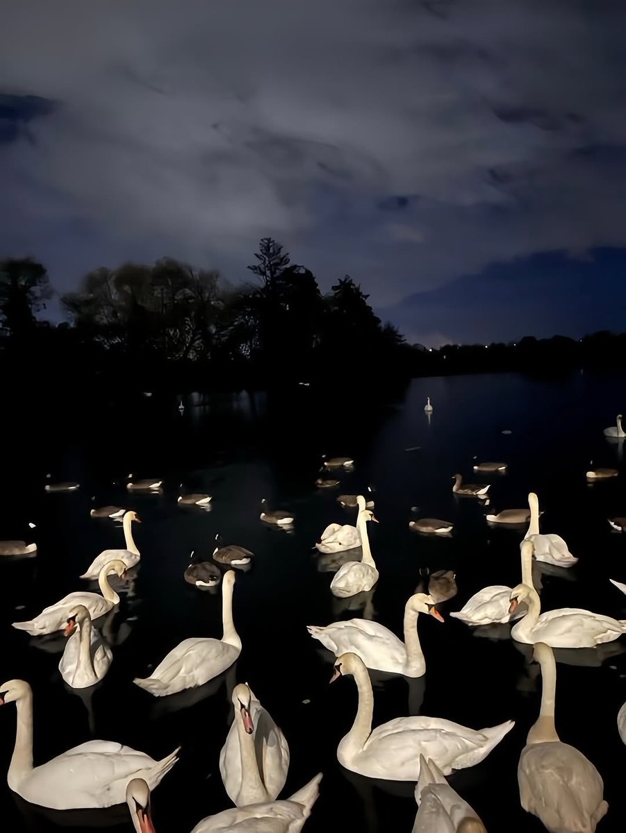 Butterflless's tweet image. 