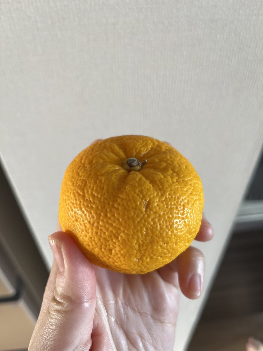 そーですよ、わたしがゆずさんですよ🍊