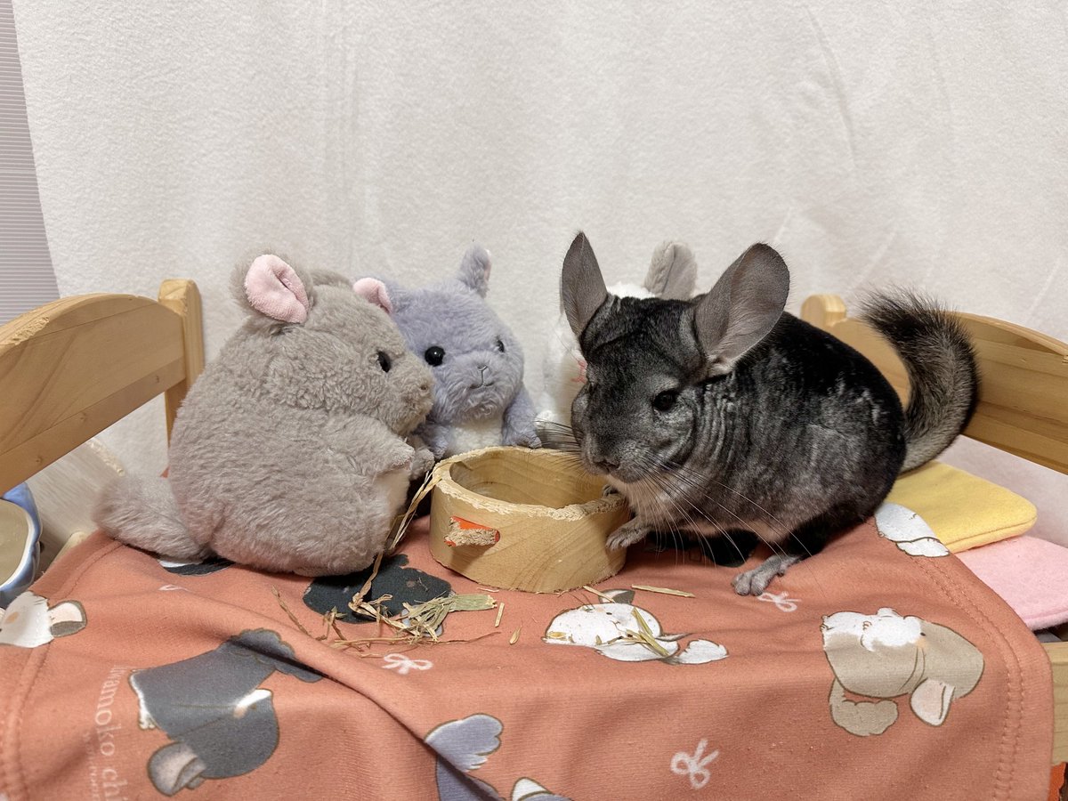 にこ☺︎‼️ ちーこっこ🐭 (@koyukineko9) / Posts / X