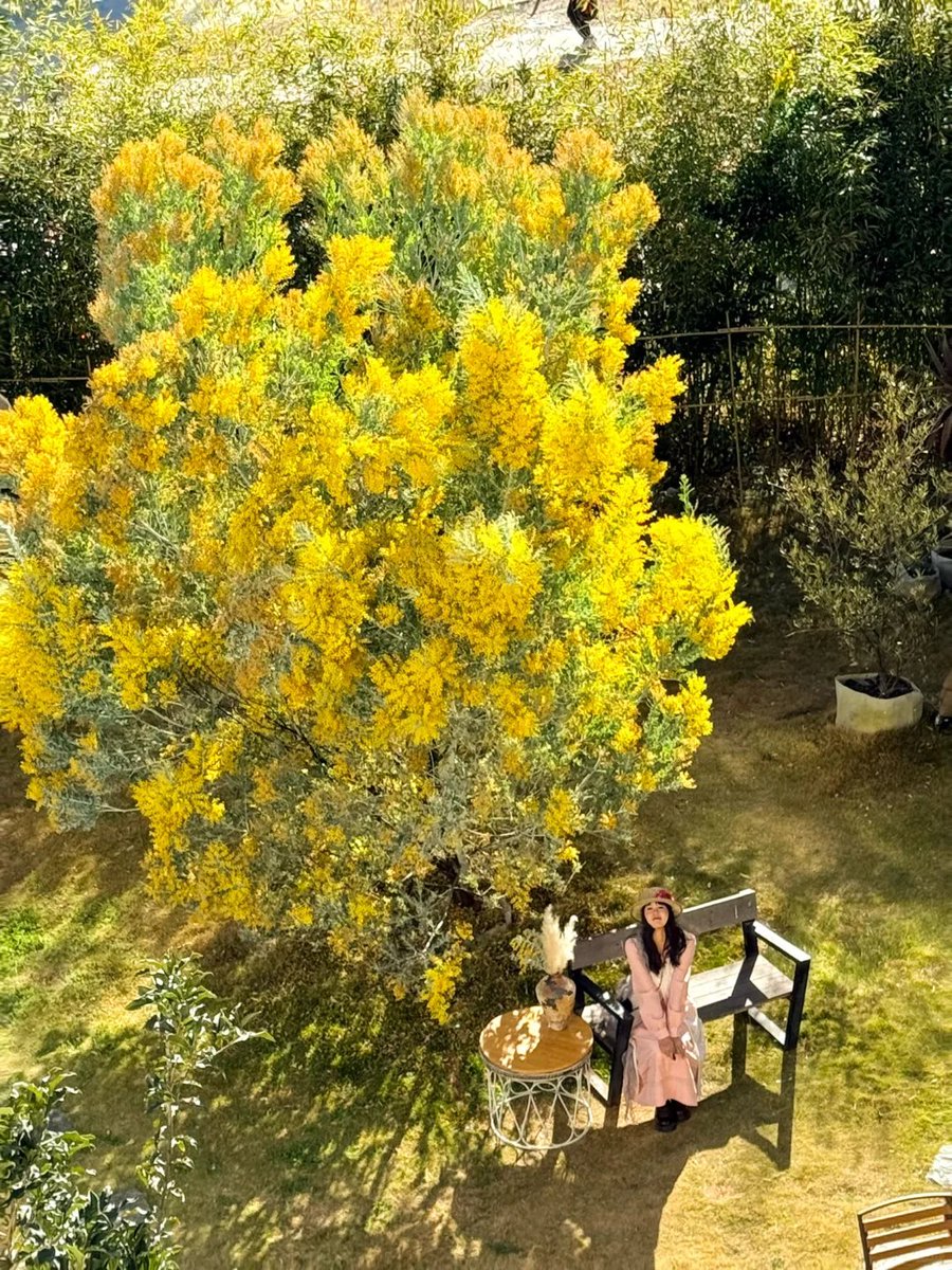 jjerjin's tweet image. The golden silk-like sea of flowers is breathtakingly beautiful～

#DaliErhai #DaliTravel #WhereTheWindBlows #Off-the-Beaten-PathFlowerViewing