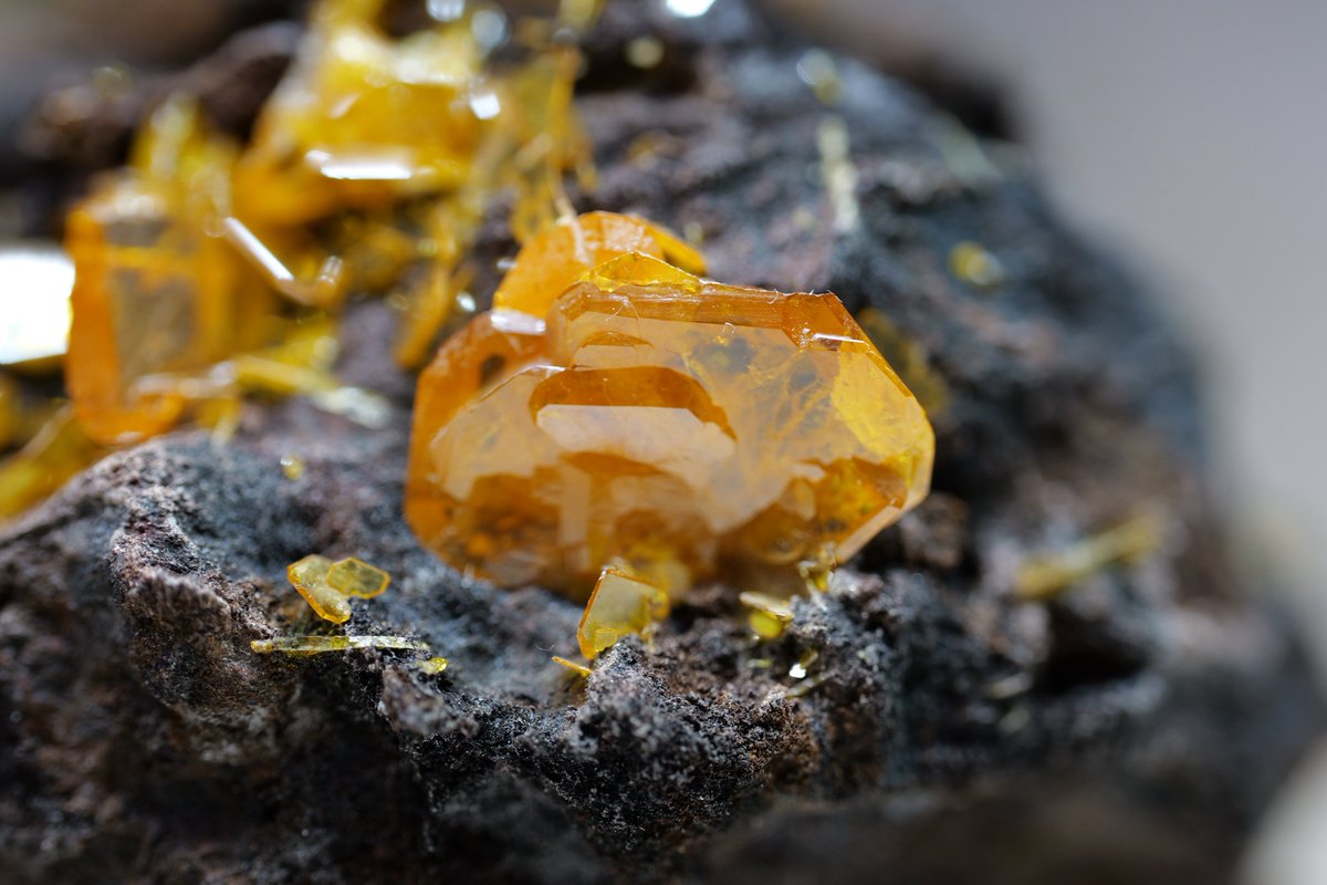 マクロレンズ買いました📸
最高です🎨