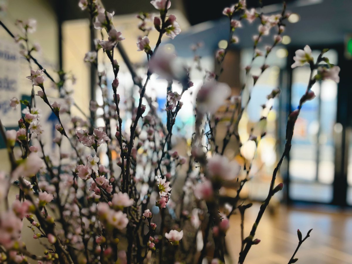 musicshowa_info's tweet photo. おはようございます！
店内の桜が少し芽吹き始めました🌸

本日も店内ごゆっくりとご覧ください https://t.co/HkpB6LlkFD