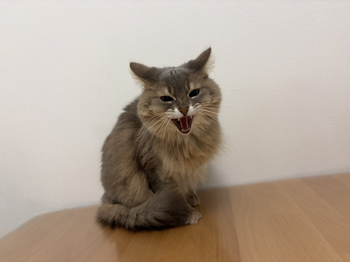 週休8日の猫吸い (@8VA64ArRkX7nOHE) / Posts / X