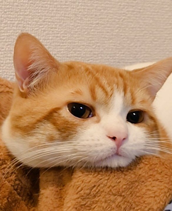 おちゃまる (@ochamarusan0126) / Posts / X