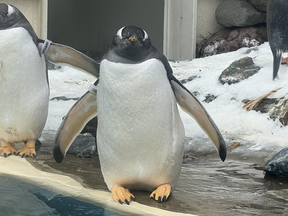 内股のん🐧 #ジェンツーペンギン #gentoopenguin #おたる水族館 #のん♂