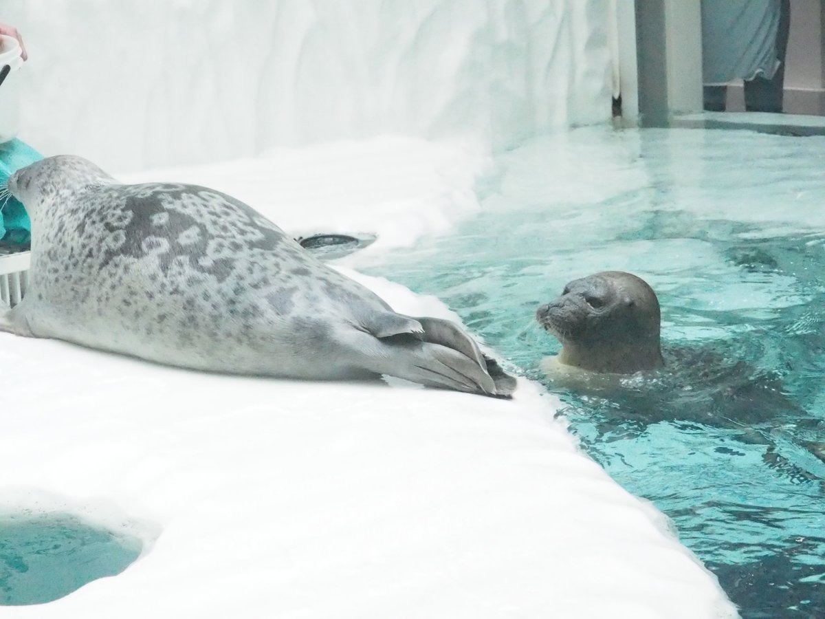 アラレ大好きモヤ 2025.05 #海遊館 #幸せそうなアザラシ