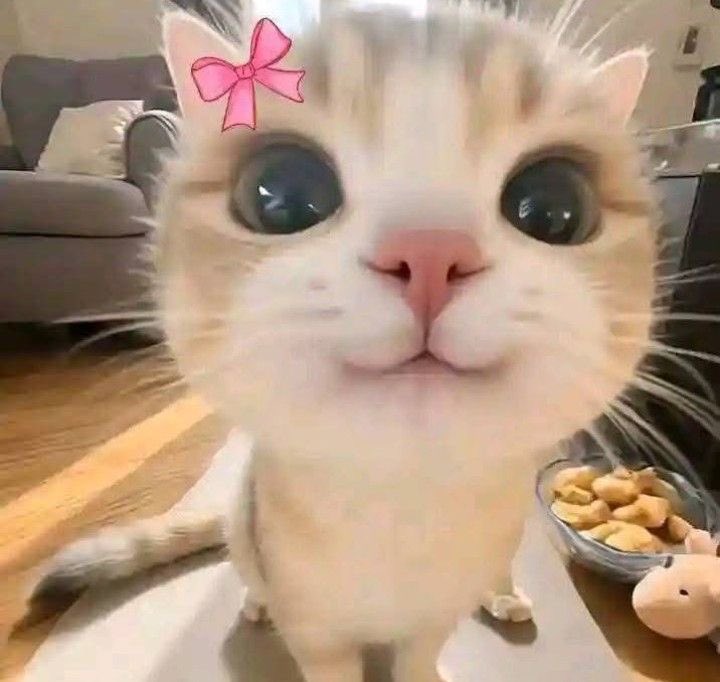 Bones ☾︎ 🐱☿ tweet media