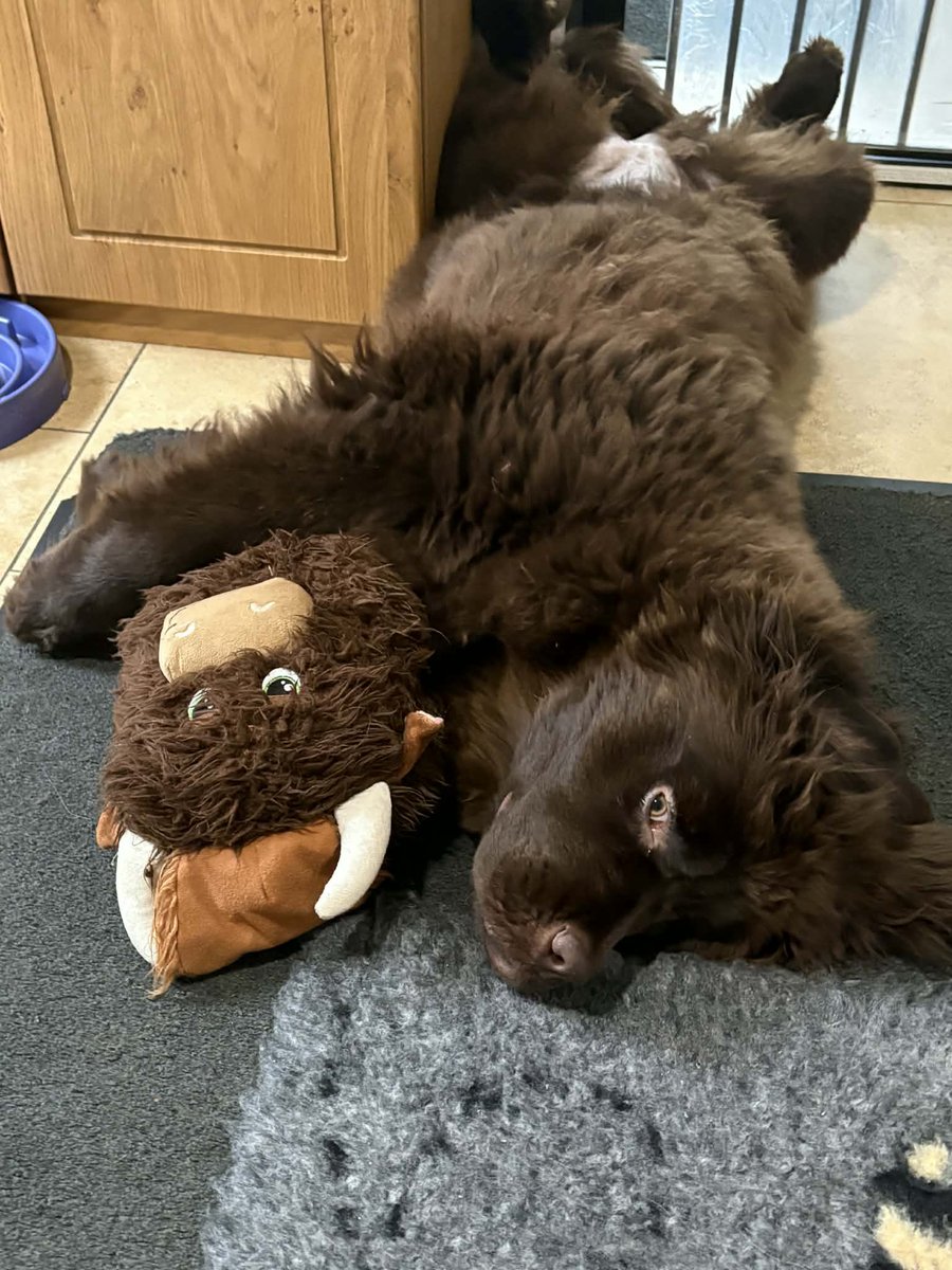 Montydogge's tweet image. Only 7 months old and already perfected the very difficult skill of ‘can’t be arsed’ Newfydoofs tend to be very good at this but other breeds are also very capable.
#BabyBoo