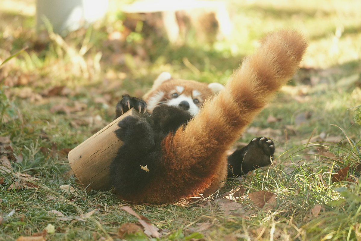 aru__memories's tweet image. 咲弥ころりん➰🍙
2026.1
#レッサーパンダ #redpanda
#天王寺動物園 #咲弥