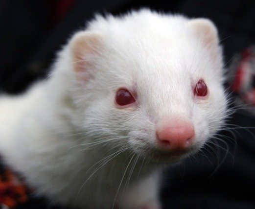 Artista_embrion's tweet image. Hilda is a white ferret with red eyes, I have zero doubts about it.