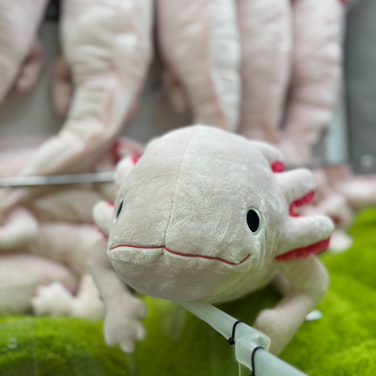 景品入荷情報］ わくでかぬいぐるみ 珍獣捕獲シリーズ～メガ