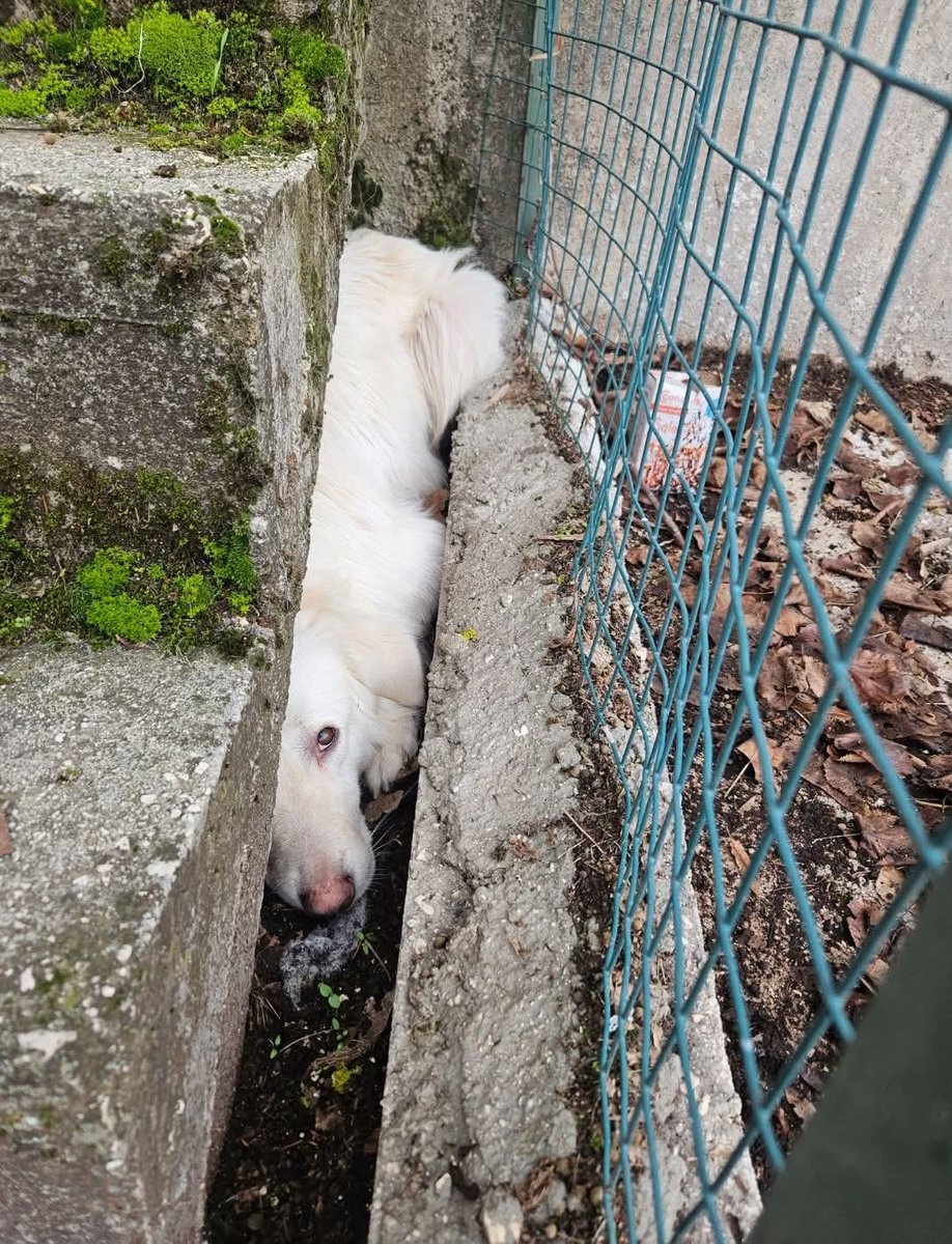 GretaFanti's tweet image. Chissà cosa gli hanno fatto. Sirio trascorre le giornate nascondendosi sotto a questi gradini. Va d'accordo con i suoi simili e sa andare al guinzaglio,3 anni,mix golden maremmano. Abruzzo, adottabile centro e nord whatsapp 
☎️3397607295
#8gennaio 
#AdoptMe