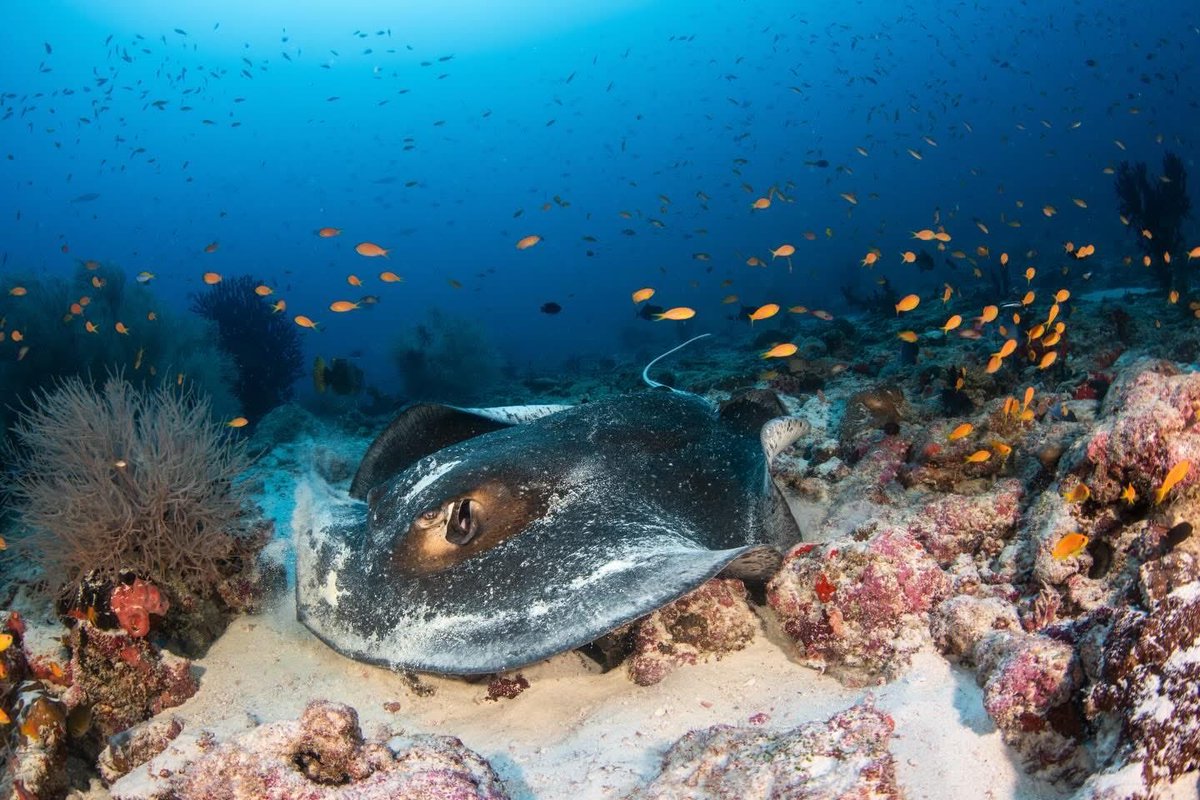 The stingrays have a poisonous stinger at the base of their tail.
📸 IG user slovak_sea_adventures
#rays #marinelife #uwphoto #maldives #scuba #diving
