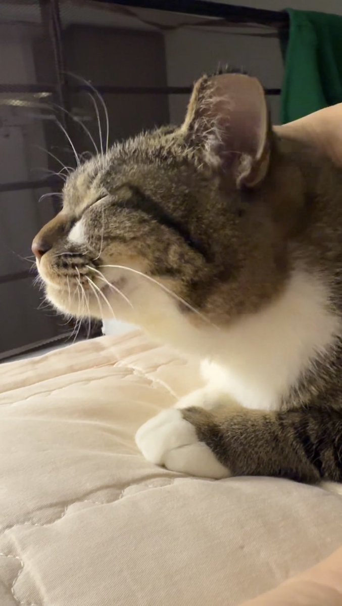 그냥이 웃고있잔냥 😂