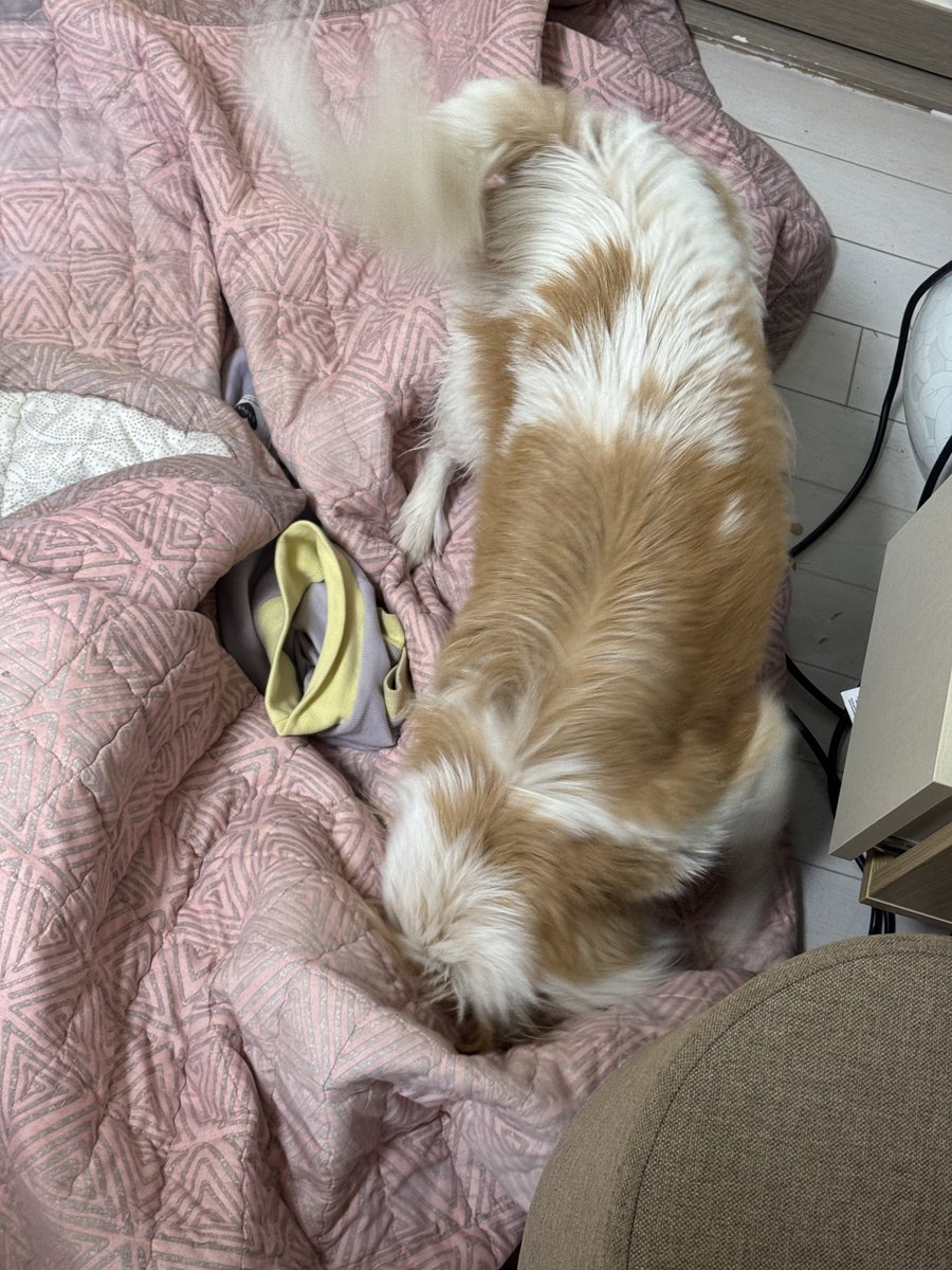 매일 이 멍청한 얼굴로.. : r/Chihuahua, image size:900x1200