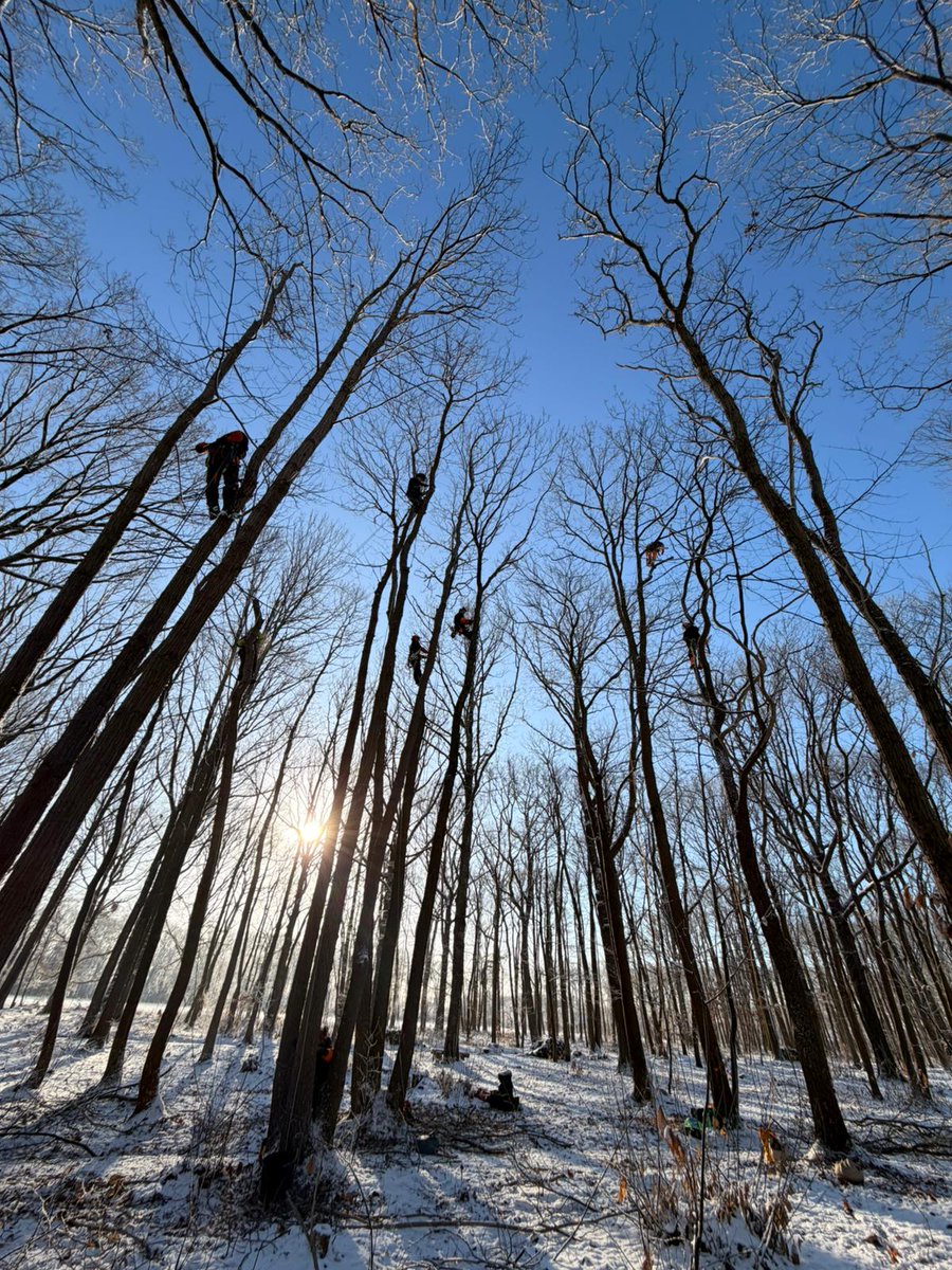 Initiation au démontage sur fût pour les apprenants en #cs #elagage🌳🌲sur une parcelle privée avec juste l'utilisation des griffes .❄☀️❄

#chep78 #ecoledusavoirvert  #lyceeprofessionnel #education #formation  #apprentissage #laventureduvivant #enseignementagricole #agricole