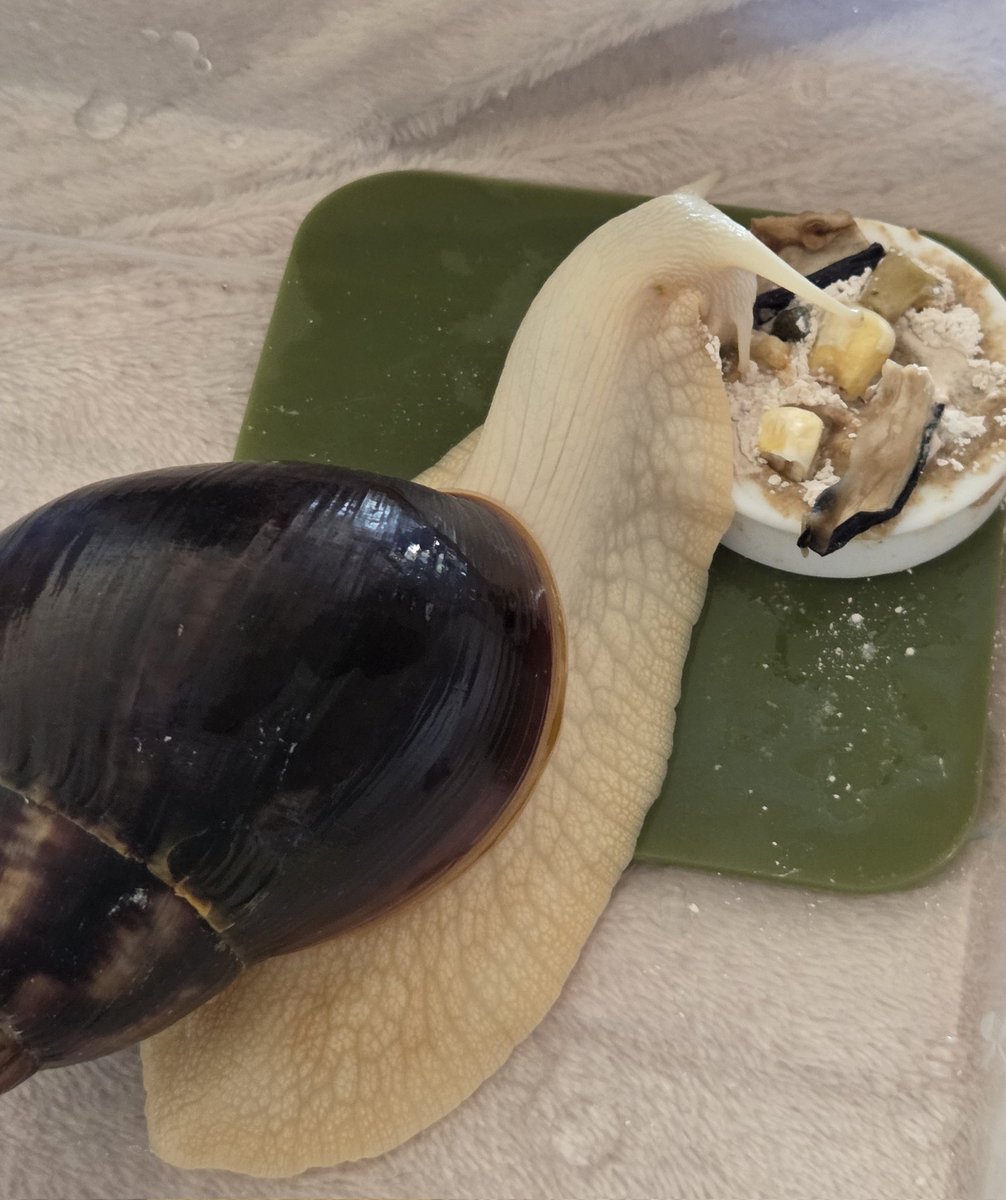 bibibi8_8's tweet image. 꾸꾸에게 스프를 낋여줫어요,