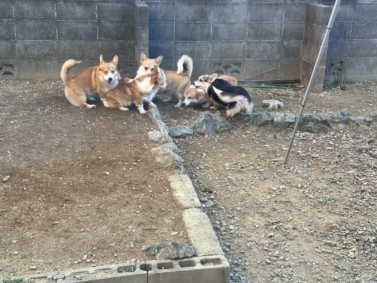 広いんだから広く遊べばいいのに🤦‍♂️