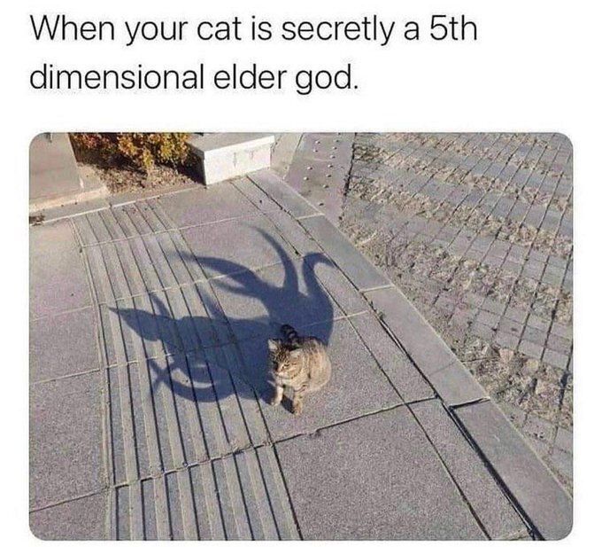 coolcatsociety's tweet image. 