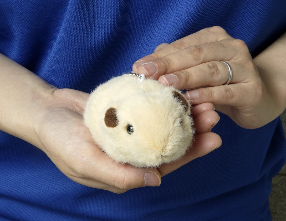 seibutuen_info's tweet image. ＼まるで本物の赤ちゃん／
#グンディ のますこっとぬいぐるみがついに新発売🎉

seibutuen-onlineshop.raku-uru.jp/item-detail/18…

赤ちゃんグンディのリアルなサイズ感、
小ぶりなムキムキ筋肉、
まんまるおしり等、
リアルな魅力を余すことなく詰め込んだ生物園オリジナルぬいぐるみ第2弾です。

#生物園オンラインショップ