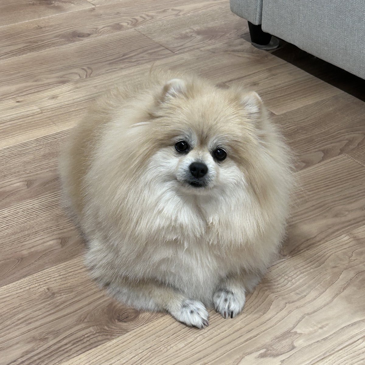 ちくわ(ぽめ) (@chikuwa_pome222) / Posts / X