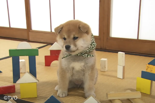 豆助 -Mamesuke- 公式 (@mamesuke_tvo) / Posts / X