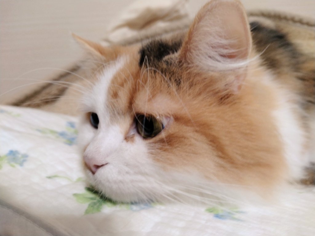 ちぇっ( ・ε・)