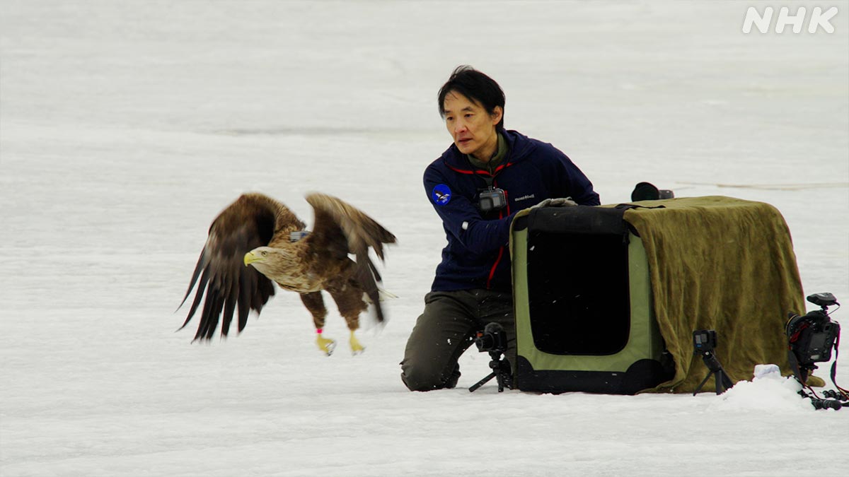 ダーウィンが来た！ (@nhk_darwin) / Posts / X