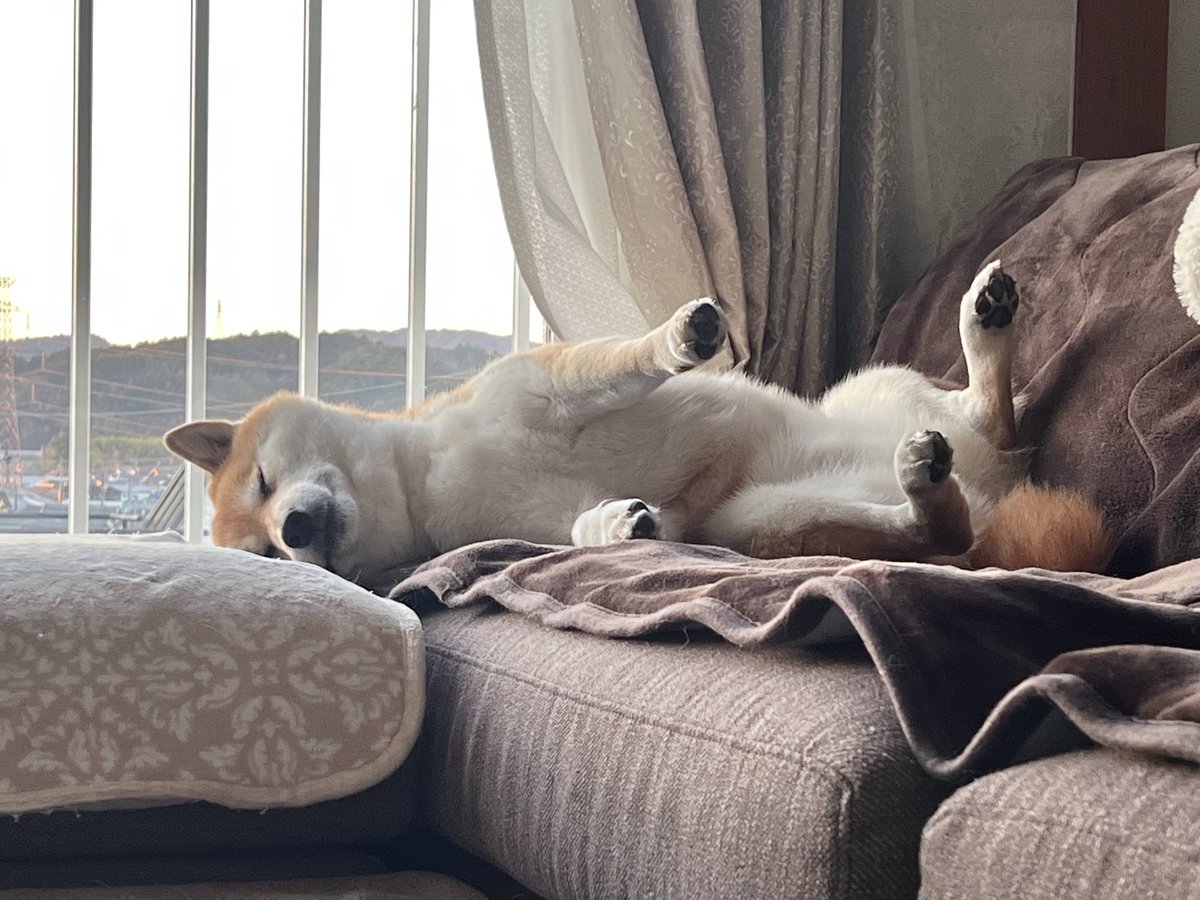 飼い主が行ってくるねと言うといつもこんな感じで優しく送り出してくれます