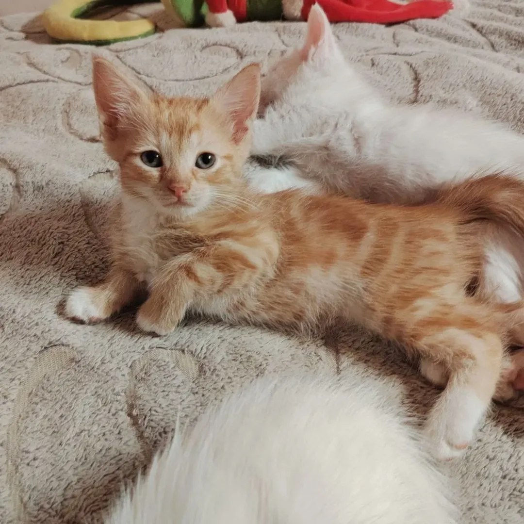 Доброхвост - благотворительный проект tweet media