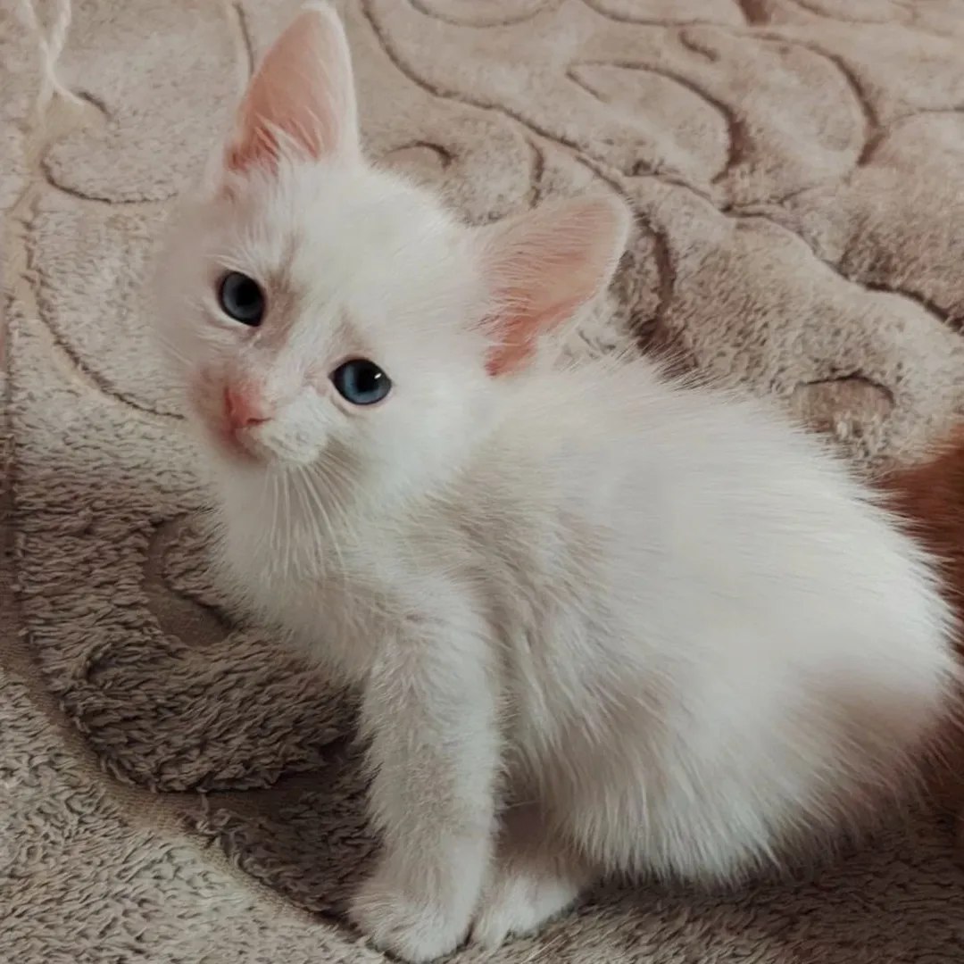 Доброхвост - благотворительный проект tweet media